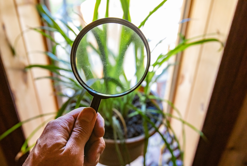 Person conducting Indoor Damp & Air Quality (IAQ) testing with a magnifying glass on a house plant, checking for mold and mildew growth. Keywords: strange home odors, home smells, indoor air quality, mold inspection, dampness testing, water heater services, electrical inspection, HVAC maintenance, electrician near me, rotten egg smell, musty or damp odor, burning smell, sewer smell, chemical smell. Service areas: Coeur d'Alene, CDA, Post Falls, Hayden, Rathdrum, Sandpoint, Spirit Lake, St Maries, Athol, Blanchard, Dalton Gardens, Worley, Plummer, and Harrison, ID.